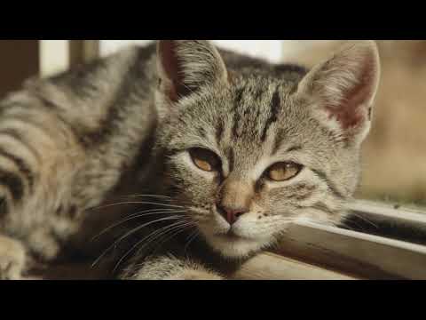 nirali week6 wackyvideo