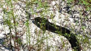 preview picture of video 'Coachwhip at Fort White Wildlife and Ecological Area'
