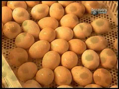 Maska do włosów świecić z łopianu Keratyna cena przywrócenie włosów Togliatti