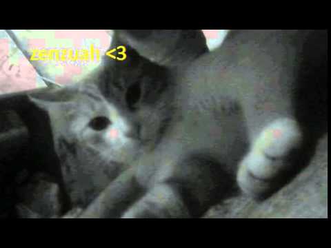 Cat'sMusic - Arcangel Ft Kastrofobia - Se Mueren