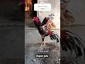 Ayam Super Jalu Ayam Pukul Saraf Ayambangkokindonesia Peternakan