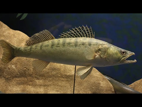 Top 50 curiozitati despre SALAU