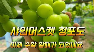 비싼포도 샤인머스켓 청포도가 벌써 익었네요