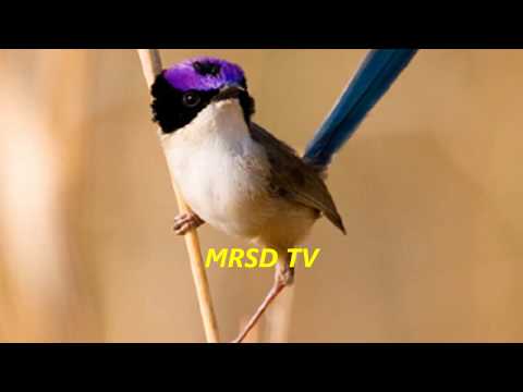 Zamatovec korunkatý (Malurus coronatus) — tokanie a správanie