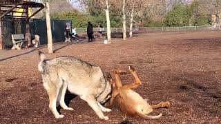 wolf VS ridgeback