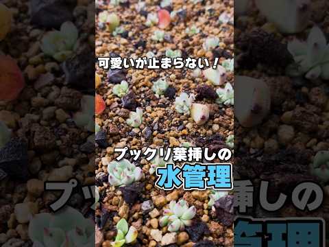 ビールのおかげで緑の芝生 2023