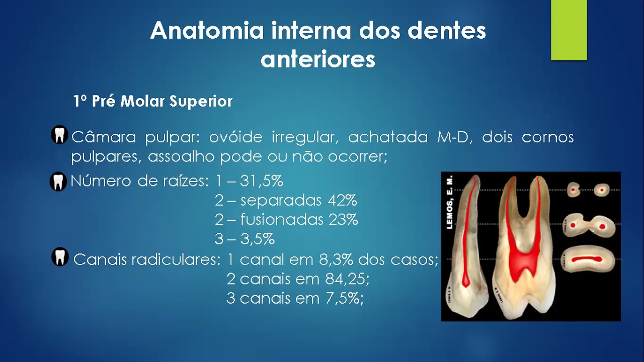 Aula 1. Endodontia - Anatomia dos canais radiculares