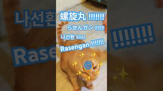 2026/5/14_75 貪吃SV #橘ひなの #橘貓 #橘猫 #貓咪日常 #cat #cute #貓貓日常 #貓貓 #火影忍者 #NARUTO #ナルト- #螺旋丸