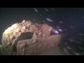 SCUBA diving on the wreck of the Salsette, Wrack der Salsette, Großbritannien