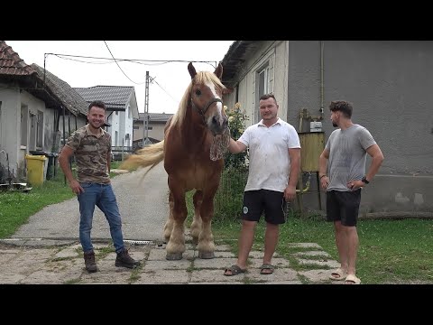 Caii lui Ionut de la Recea, Maramures - 2025 Nou!!!