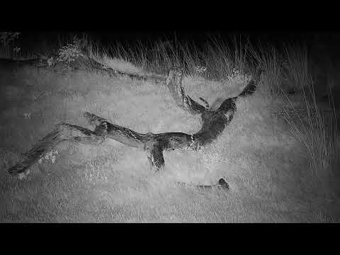 Djuma: Genet hunting in the rain - 04:21 - 04/08/2022