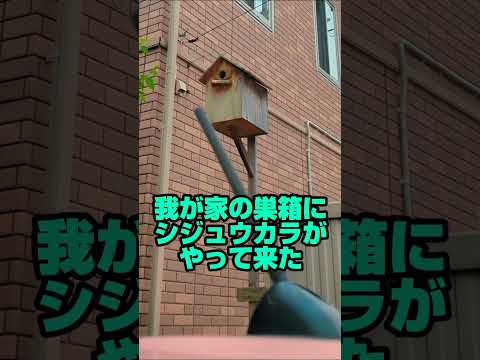 冬にシジュウカラの巣箱をどこに置くか？この鳥を引き寄せるには何を入れたらいいでしょうか？従うべき 3 つの重要なヒント  庭園