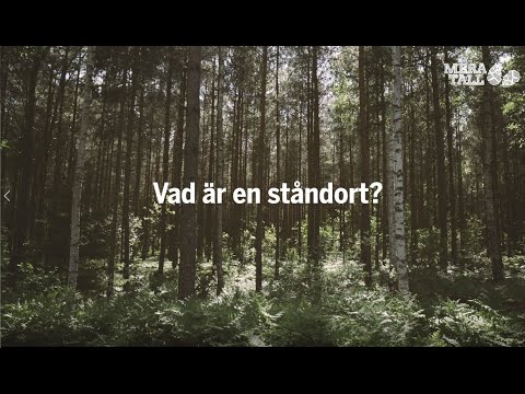 Mera tall - Ståndortsanpassning (3)