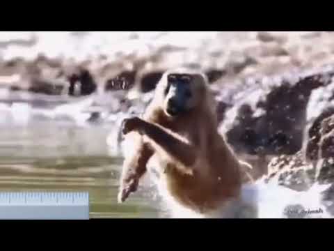 Hungry baboon attacks and eat flamingos