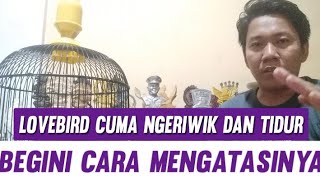 Download lagu Cara Mengatasi Lovebird Ngeriwik Dan Tidur !! mp3