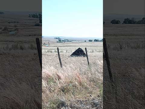 Conos ceremoniales indígenas y Ñandú , en camino a Cerro de la Vera , dpto. de Salto , Uruguay 🇺🇾 .