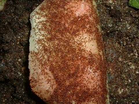 ControllingSpiderMitesInTheWormBin