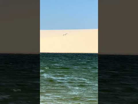 Ave sobre lago cheia em Santo Amaro do Maranhão, Lençóis Maranhenses.
