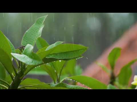 Łagodny dźwięk deszczu do snu i nauki, relaksujący sen, bezsenność, medytacja |Rain Sound Relaxation