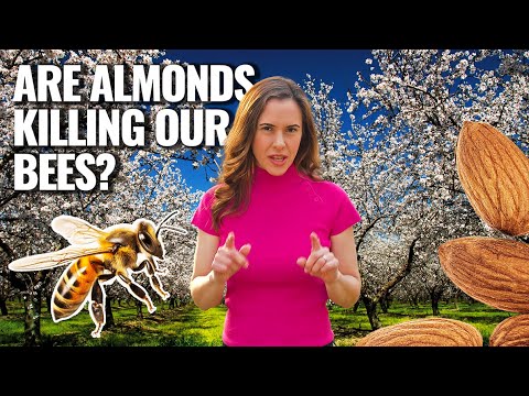 ALMOND | How Does it Grow? (Part I)