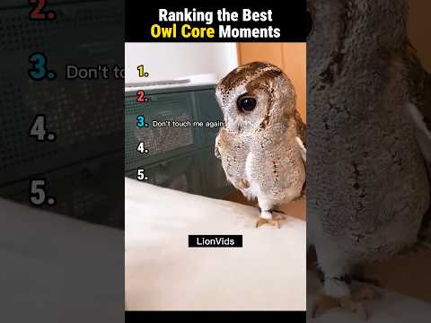 Ranking the Best Owl Core Moments #shorts #funnyanimals