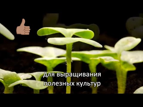 Новости науки 2020: в лунном грунте может вырасти редис