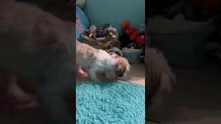 A little video to say Hello 💕 A little video to say Hello 💕