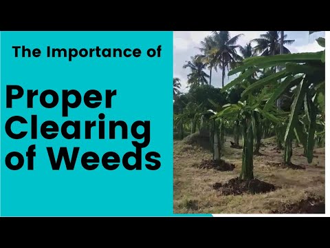 VG12: HOW WE CLEAR OVERGROWN GRASS | Victoria's Garden Philippines