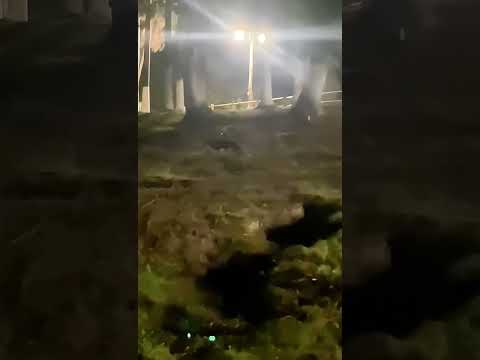 Te imaginas observar animales en su entorno del pantanal. Vení y disfruta de una aventura #pesca