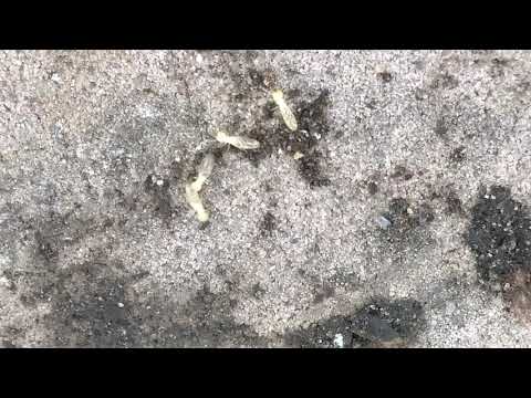 Termites Found Under Patio Blocks in Barnegat, NJ