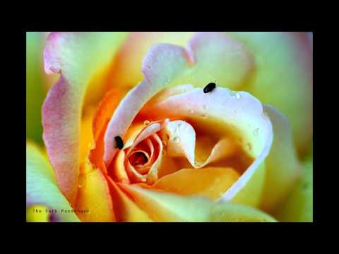 Bijelo Dugme/Alen Islamovic - Ruzica si bila