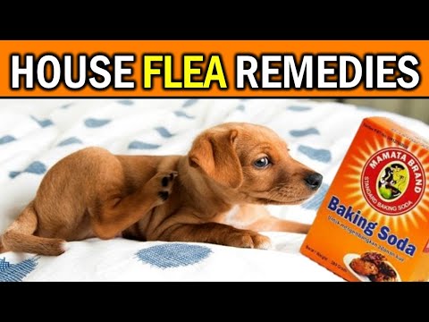 自然に、そして永久に家からノミを駆除する - 思ったよりも簡単です。