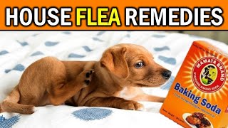 Naturally & Permanently Eliminate Fleas from Your Home - It