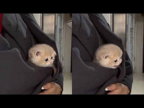 Laughing Out Loud With Hilarious Derpy Cat Moments – Synth Groove #40