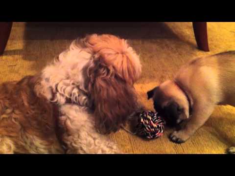 Pug vs Shi Tzu