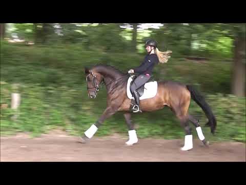 FELINE 5j. v. Fürst Romancier - Worldly VB 18.000,- Euro