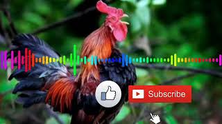 Download lagu Dj Ayam Berkokok, terbaru 2019 mantap Full Bass mp3 Download lagu Dj Ayam Berkokok, terbaru 2019 mantap Full Bass mp3