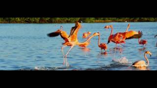 Video of Sunset At Creek Beach