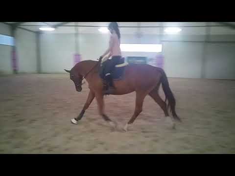 YouTube video about: How to slow down a horse's canter?