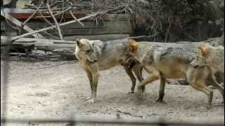 preview picture of video 'Noah's Park Wolf Sanctuary,Harkerville'