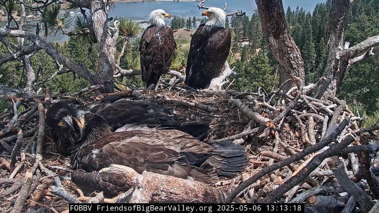FOBBVCAM Eagles🦅 Jackie & Shadow Bond on Porch 🌲 Sunny & Gizmo Beaky Kiss in Nest💖2025 May 6