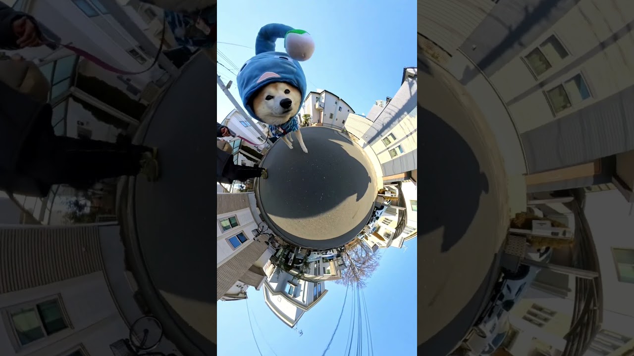 ピクミン犬 #柴犬 #shibainu #pikmin