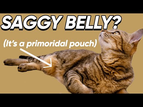 Why A Saggy Belly Doesn't Mean Your Cat Is Fat