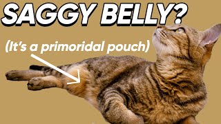 Why A Saggy Belly Doesn't Mean Your Cat Is Fat