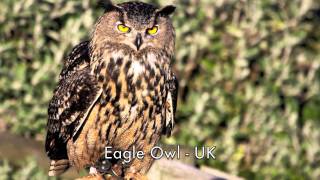 Bird Calls from Around the World gameplay video by mgraham, 20:33 duration