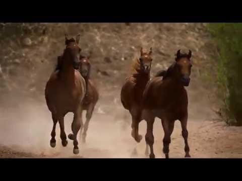 Horses in Dream 1080p HD