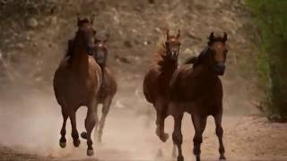 Horses in Dream 1080p HD