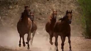 Horses in Dream 1080p HD Horses in Dream 1080p HD