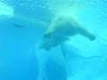 Polar Bear Swimming At The Detroit Zoo