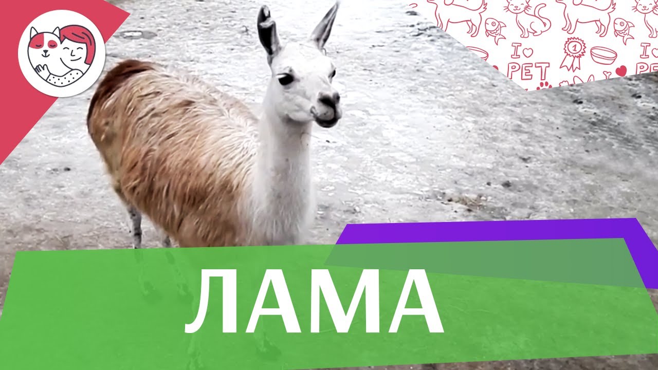Лама Рацион на ilikepet